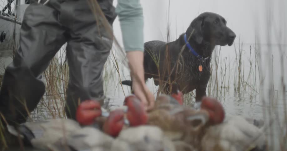 Hunter holds several downed ducks with dog beside him in a flooded area