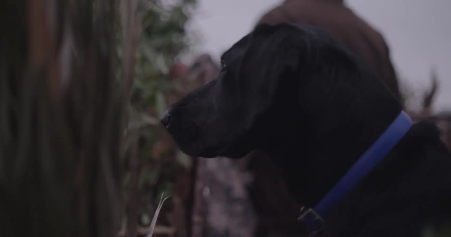 A black dog is standing near the man