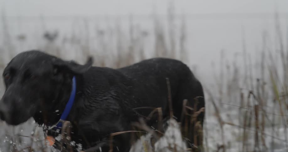Black dog on a leash running in a lake