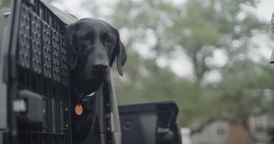 The dog watches the hunter cut a bird on the truck bed