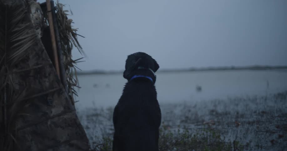 A dog sits on the beach