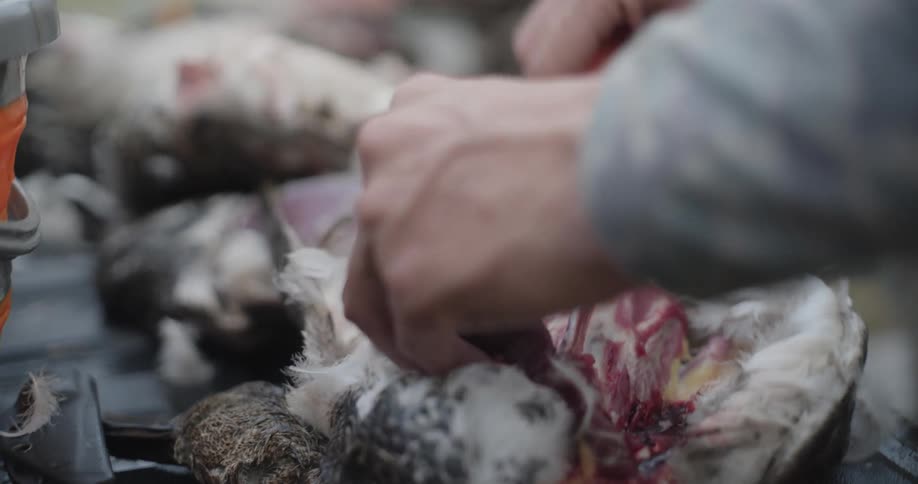 Hands work to clean freshly hunted birds revealing raw meat and feathers in a closeup scene