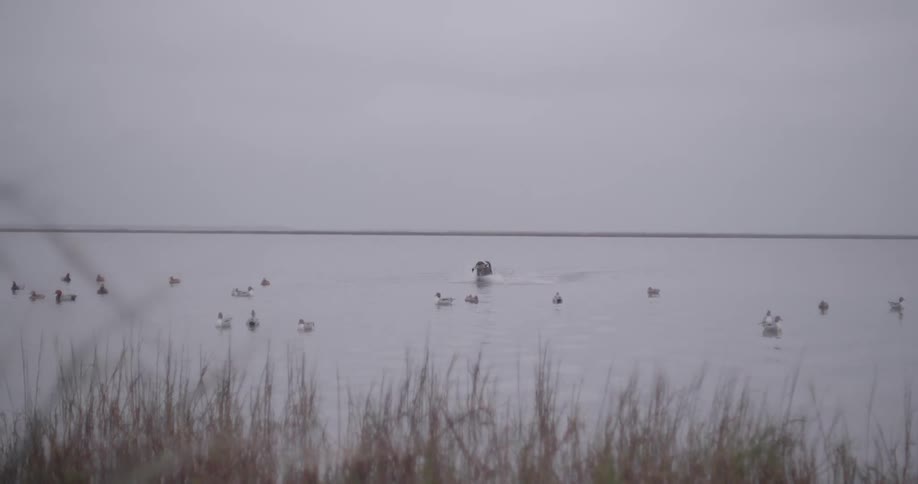 Dog running with a bird in its mouth in a lake