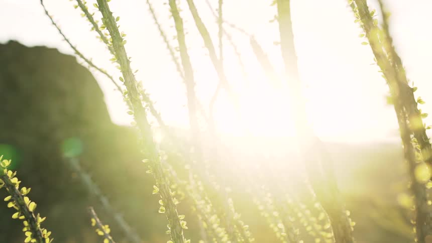 The sun flares through the branches