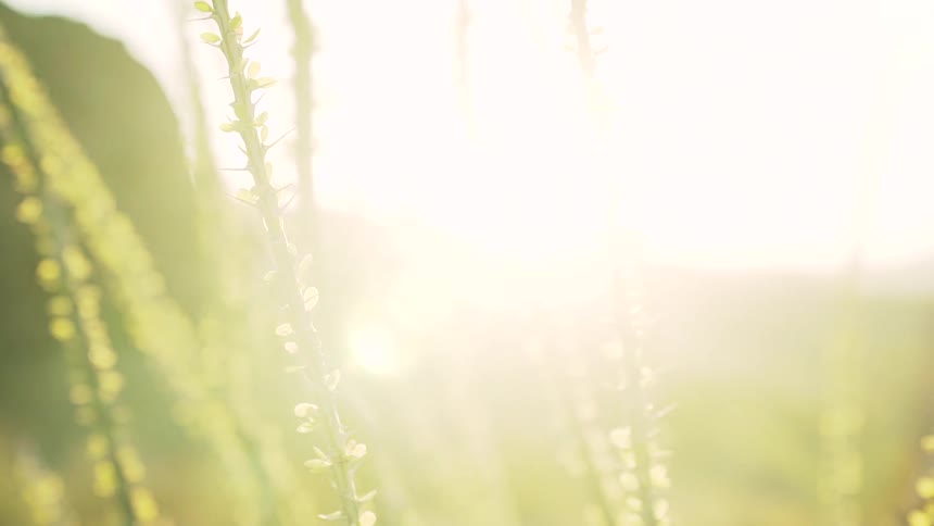 Thin branches lit by intense sunlight create a golden and ethereal atmosphere