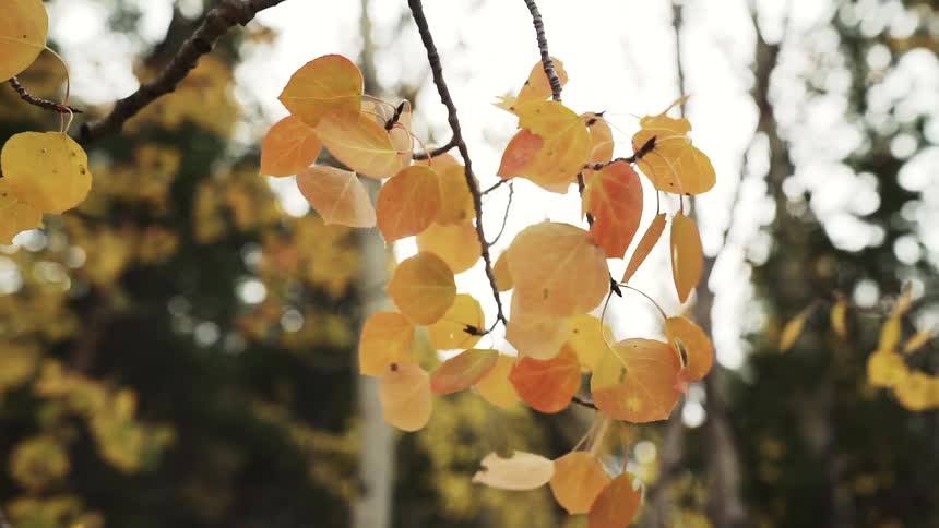 Brown leaves hang on a tree branch in the forest at midday swaying gently in the wind