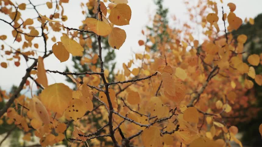 Branches covered with orange autumn leaves in a wooded landscape