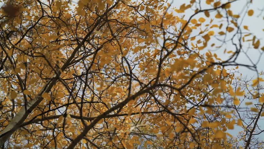 A lowangle view looks up through the dark branches of a tree filled with vibrant yellow autumn leaves against a cloudy sky