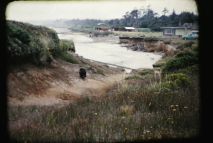 A dog runs down a hill towards the water