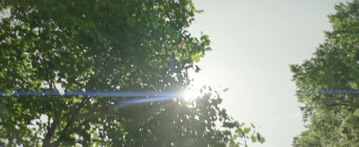 The bright sun creates a prominent lens flare as it shines from behind the leaves of a tree against a pale sky