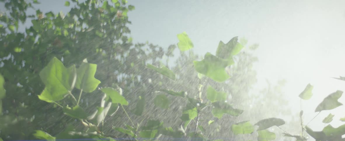 Watering a leafy green plant