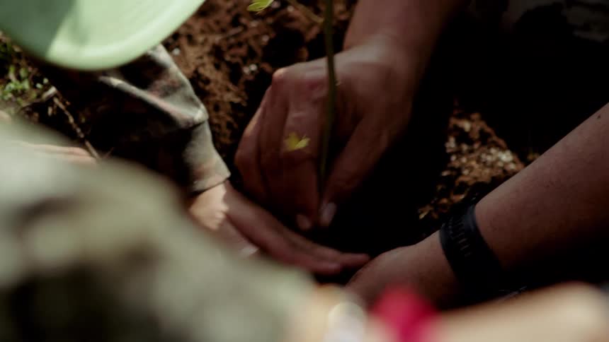 A man planting a tree with his son in the garden at midday as they both hold the tree and place it into the soil together