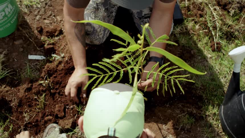 A man and a boy plant a tree together in their garden at midday
