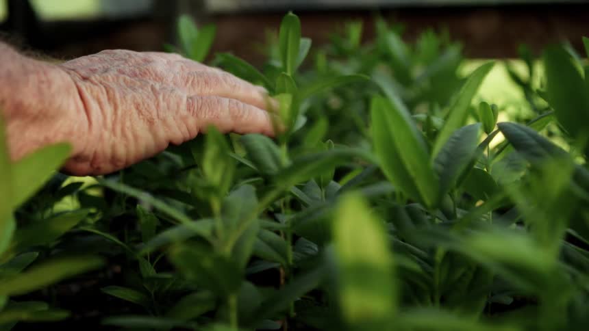 A hand gently touches green plants in a garden
