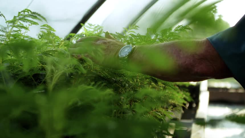 Man touching green leaves inside a greenhouse