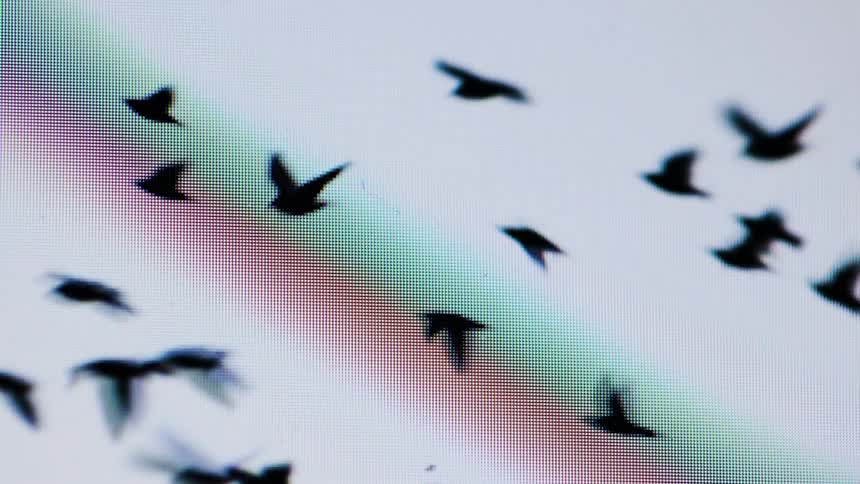 A flock of birds fly on a screen