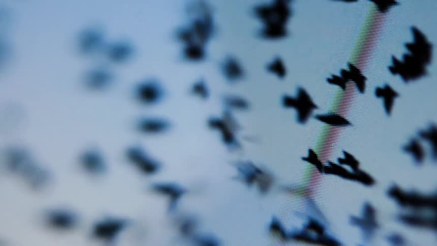 A blurred flock of birds flies across a pale blue sky with a faint vertical streak of color