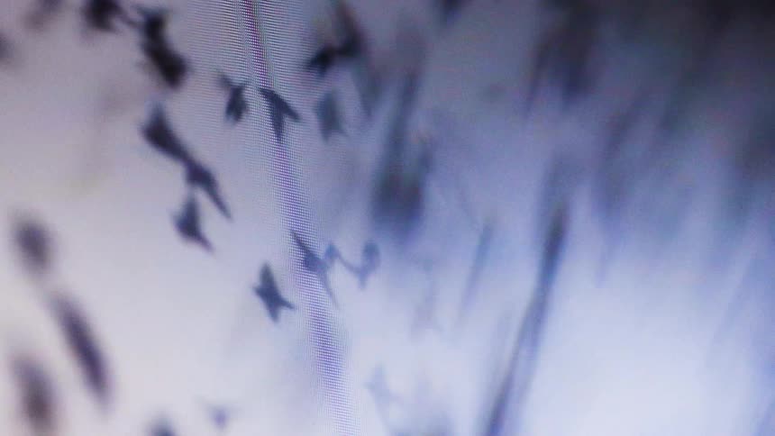A flock of birds flying on a screen