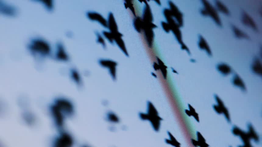 Silhouettes of multiple birds in flight seen through a screen with a rainbow effect