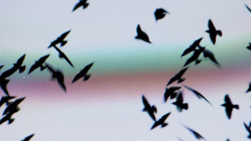 Silhouettes of birds in flight appear against a pixelated multicolored background