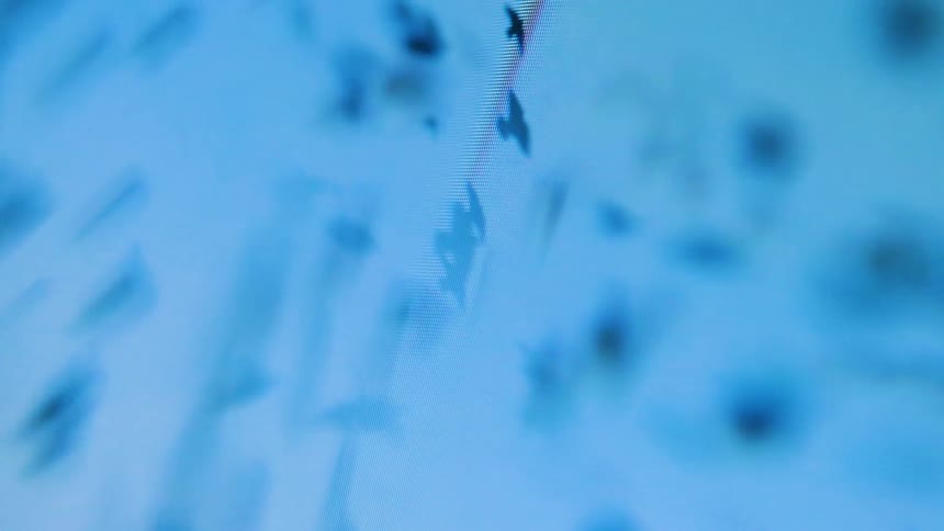 Screen displaying birds flying in a circular motion