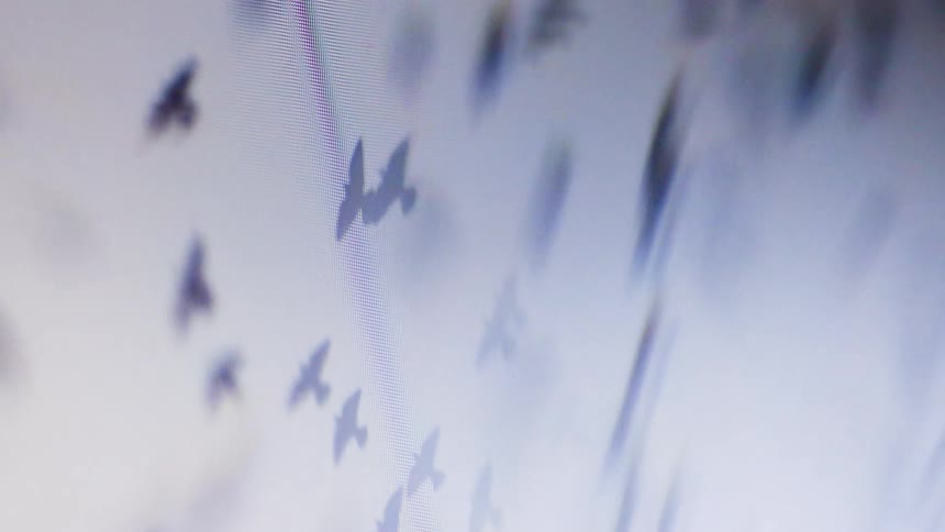 The birds fly through the fog during the day