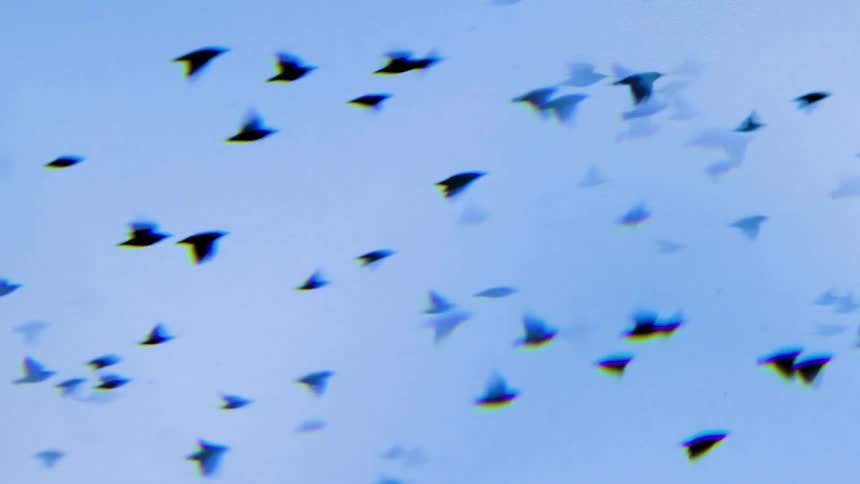 A flock of bids fly in the sky