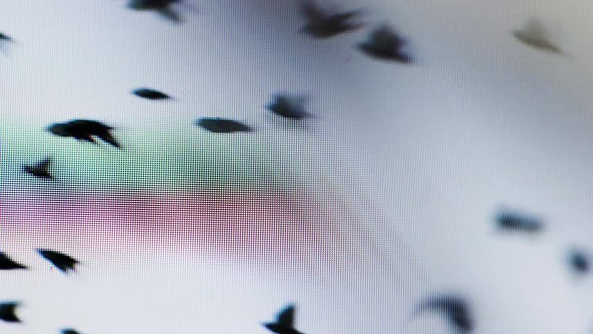 The video shows a screensaver of birds flying across a white background the pixelated nature of the screen is visible with tiny red green and blue dots making up the image