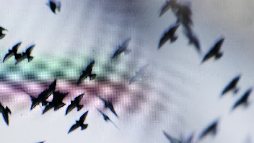 Two flocks of silhouetted birds overlap due to double exposure