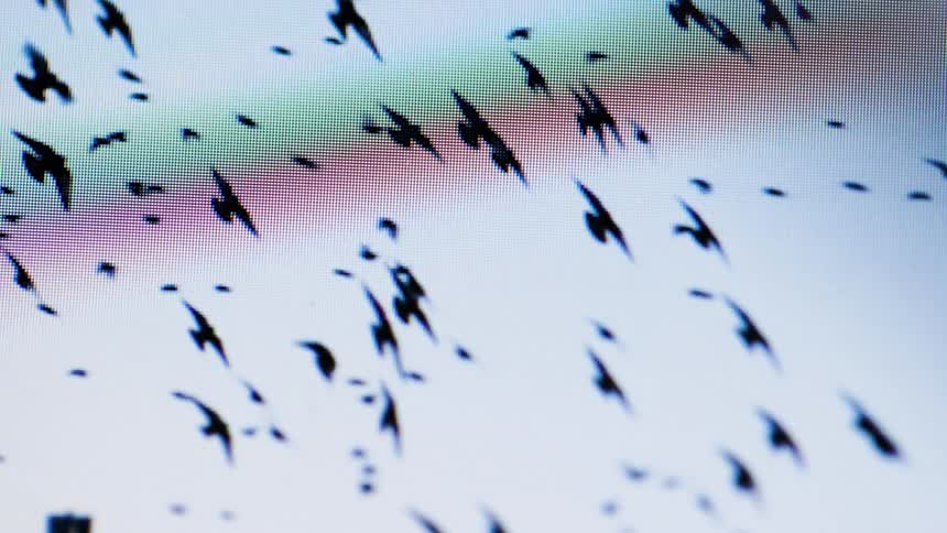 The large flock of birds fly in the sky