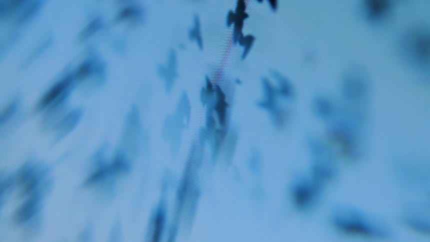 Screen displaying birds flying in a circular motion