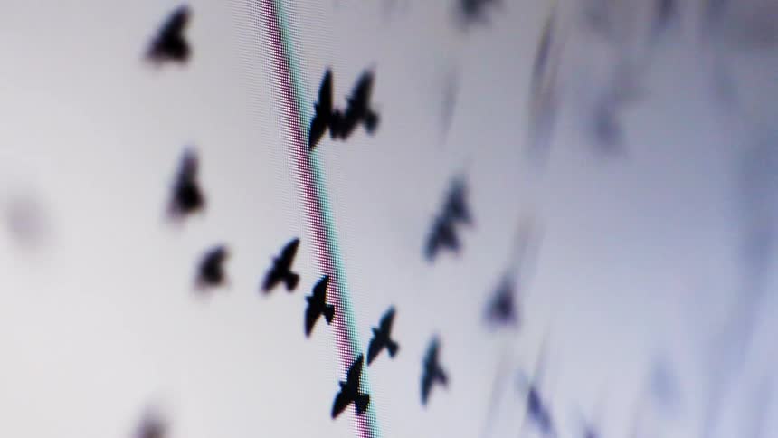 A flock of birds flies across a blurred light streaked sky