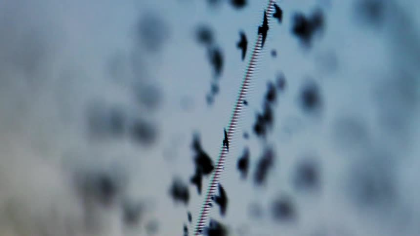 Abstract closeup of flying birds