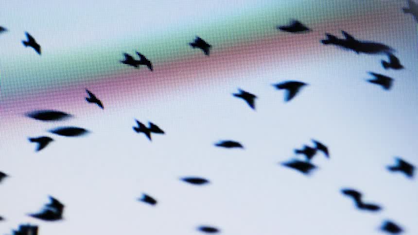 A flock of black birds is shown in silhouette flying across a screen with visible red green and blue pixels