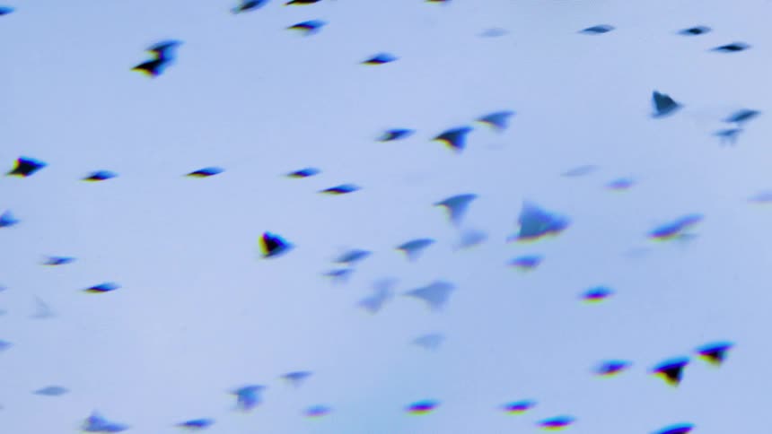 A flock of birds migrating