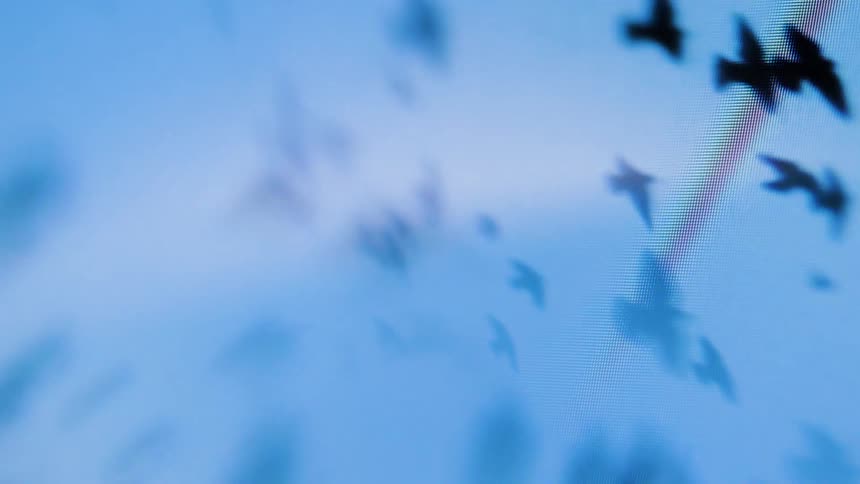 Flock of birds flying in a circular motion seen through an abstract screen