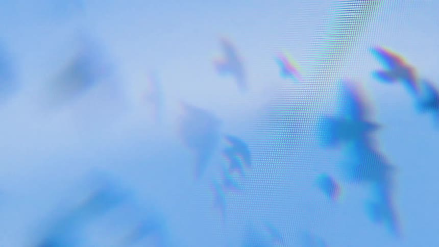 Birds fly through the dense fog