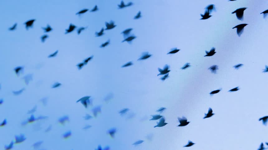 A flock of birds migrating