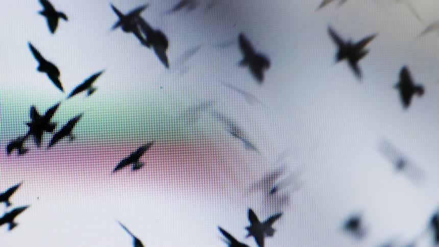 Closeup of a screen displaying black birds flying
