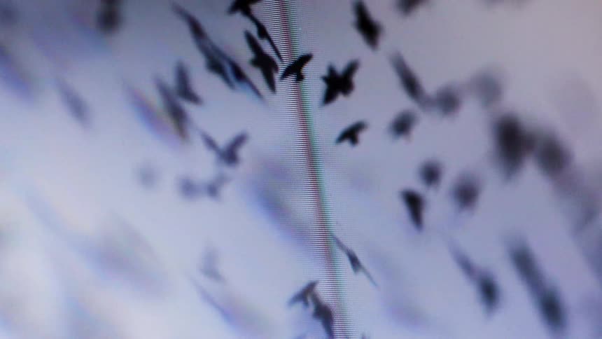 A flock of birds fly across a screen