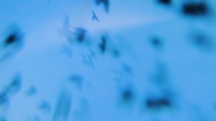 A flock of birds soars through the midday sky