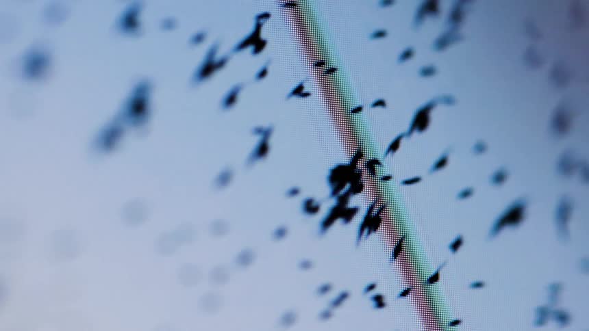 Screen showing a horde of black birds flying