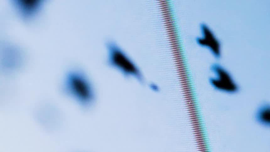 A flock of birds fly on a screen