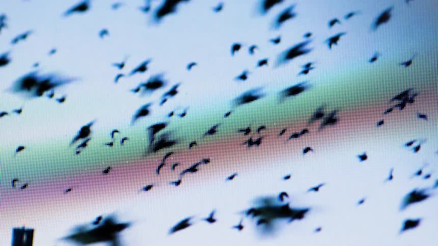 A flock of black birds fly through the sky