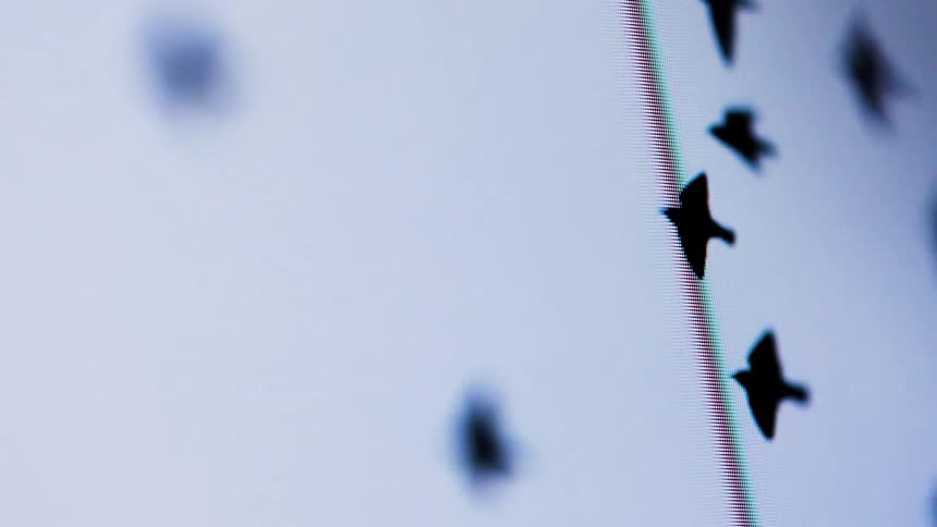 The small black birds fly around he rope