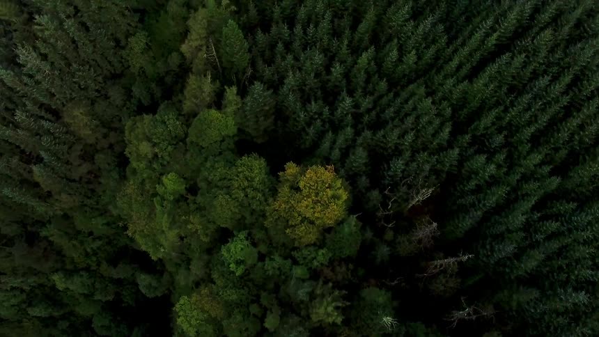 Treetops of a forest with a road and stream