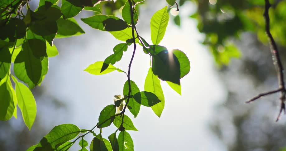 The video shows a closeup of vibrant green leaves on a tree branch with the bright sun shining in the background the sunlight creates a lens flare and backlights the leaves giving them a glowing appearance as they gently move in the breeze