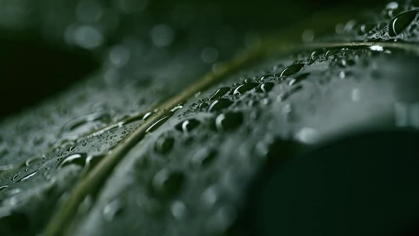 Water droplets on a leaf