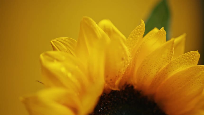 A closeup shot of a sunflower with water droplets on its petals in a bright sunny environment