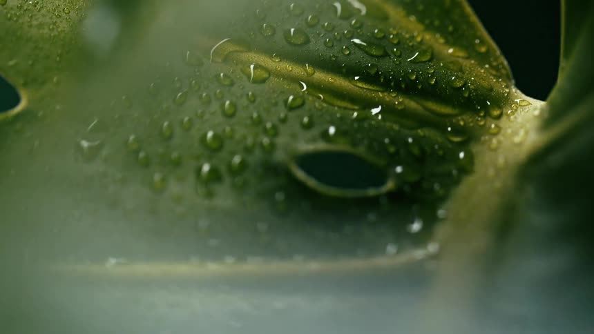 The video shows a macro shot of a wet green leaf with water droplets clinging to its surface the camera slowly zooms out revealing more of the leafs glossy surface and the intricate texture of its veins
